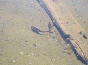 6.24-25.06 Memaloose Lake 046 